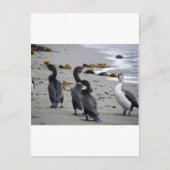 Pied Shags Postkarte (Vorderseite)