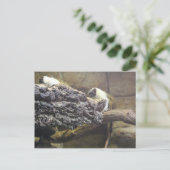 Pied Tamarin # 1 Postkarte (Stehend Vorderseite)