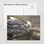 Pied Tamarin # 1 Postkarte (Vorne/Hinten)