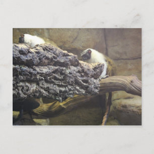 Pied Tamarin # 1 Postkarte