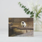 Pied Tamarin # 2 Postkarte (Stehend Vorderseite)