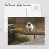 Pied Tamarin # 2 Postkarte (Vorne/Hinten)