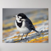 Pied Wagtail Poster (Vorne)