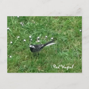 Pied Wagtail Postkarte