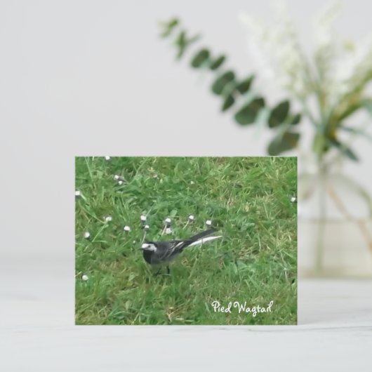 Pied Wagtail Postkarte (Stehend Vorderseite)