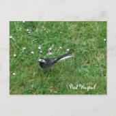 Pied Wagtail Postkarte (Vorderseite)