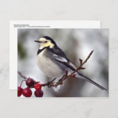 Pied Wagtail Postkarte (Vorne/Hinten)