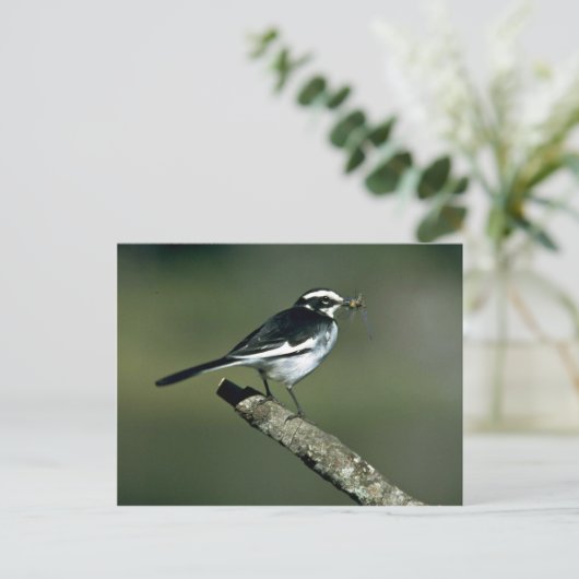 Pied Wagtail Postkarte (Stehend Vorderseite)