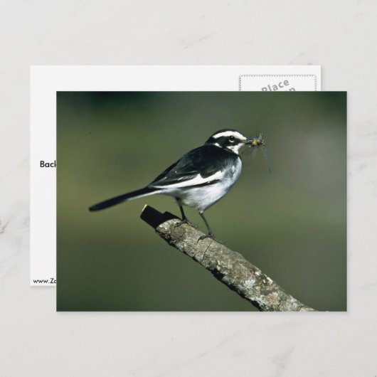 Pied Wagtail Postkarte (Vorne/Hinten)