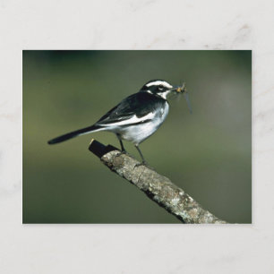 Pied Wagtail Postkarte