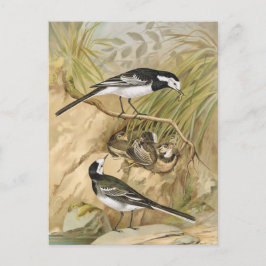 Pied Wagtail Vintag Bird Illustration Postkarte