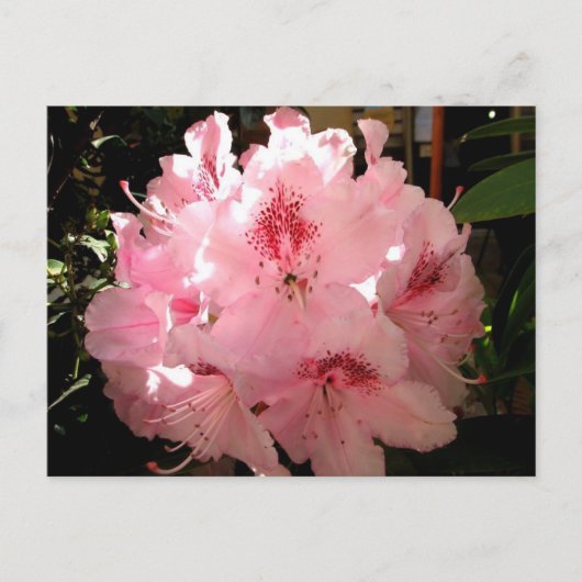 Pienza, Italien Postkarte (Vorderseite)