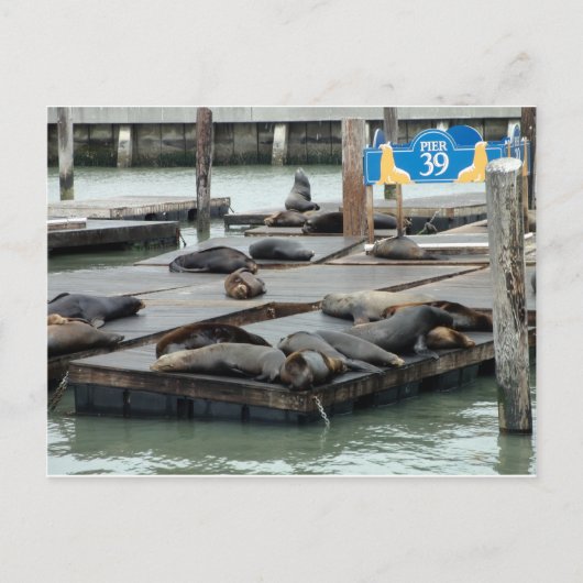 Pier 39 postkarte (Vorderseite)