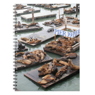 Pier 39 Sea Lions in San Francisco Notizblock