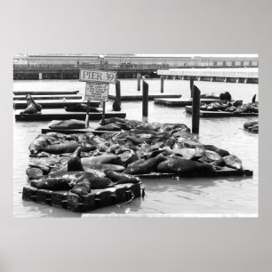 Pier 39 Sea Lions Poster