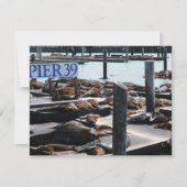 Pier 39 Seelöwen (Vorderseite)