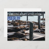 Pier 39 Seelöwen (Vorne/Hinten)