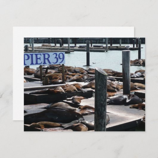 Pier 39 Seelöwen (Vorne/Hinten)