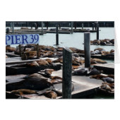 Pier 39 Seelöwen (Vorderseite (Horizontal))