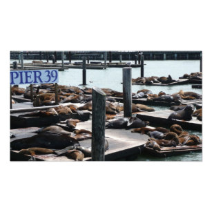 Pier 39 Seelöwen Fotodruck