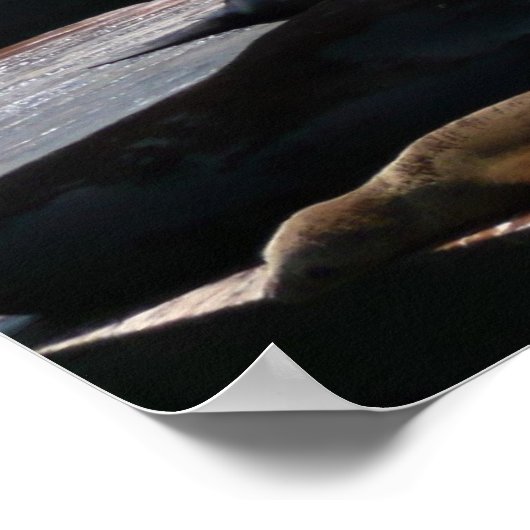 Pier 39 Seelöwen Poster (Ecke)