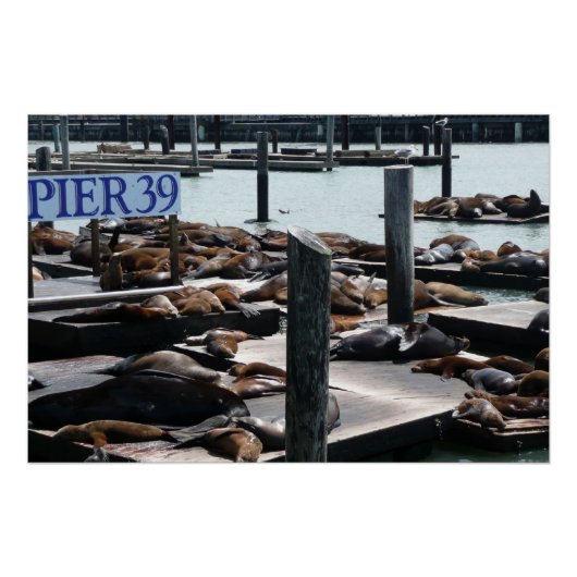 Pier 39 Seelöwen Poster (Vorderseite)