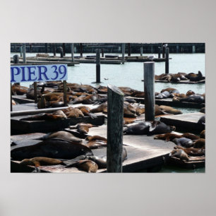 Pier 39 Seelöwen Poster