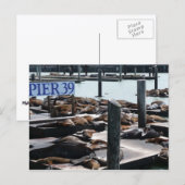Pier 39 Seelöwen Postkarte (Vorne/Hinten)