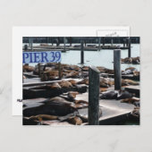 Pier 39 Seelöwen Postkarte (Vorne/Hinten)