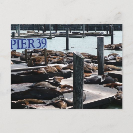 Pier 39 Seelöwen Postkarte (Vorderseite)