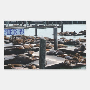 Pier 39 Seelöwen Rechteckiger Aufkleber