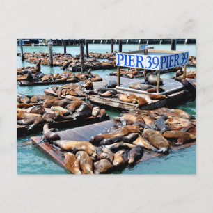 Pier 39   Seelöwen   San Francisco California Postkarte