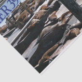 Pier 39 Seelöwen Seidenpapier (Ausschnitt)