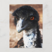 Piercing Eyes of the Outback Postkarte (Vorderseite)