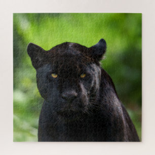 Piercing Silence - Black Jaguar Puzzle