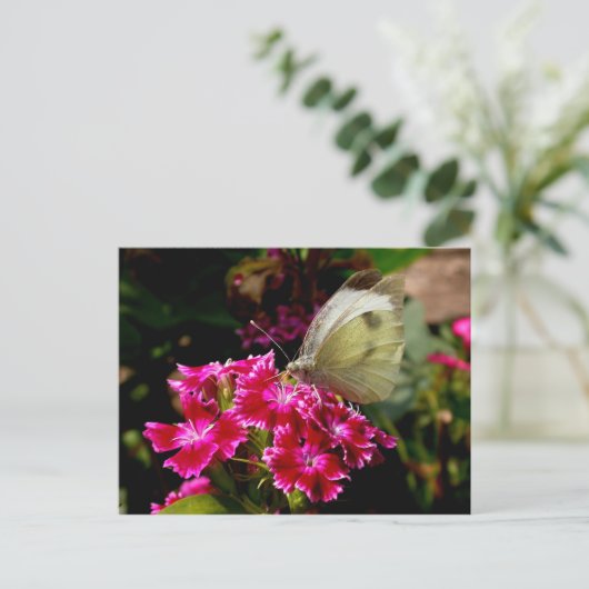 Pieris brassicae postkarte (Stehend Vorderseite)