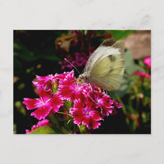 Pieris brassicae postkarte (Vorderseite)