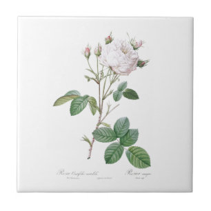 PIERRE-JOSEPH REDOUTÉ "CABBAGE ROSE" KERAMIK TITE FLIESE