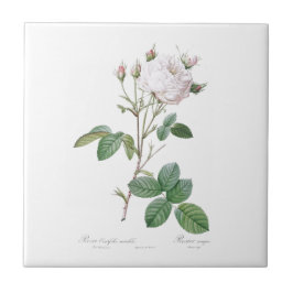 PIERRE-JOSEPH REDOUTÉ "CABBAGE ROSE" KERAMIK TITEL FLIESE