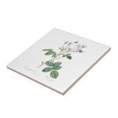 PIERRE-JOSEPH REDOUTÉ "CABBAGE ROSE" KERAMIK TITEL FLIESE (Seite)