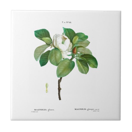 PIERRE-JOSEPH REDOUTÉ MAGNOLIA KERAMIK TILE FLIESE (Vorderseite)