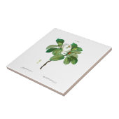 PIERRE-JOSEPH REDOUTÉ MAGNOLIA KERAMIK TILE FLIESE (Seite)