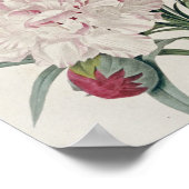 Pierre Joseph Redoute - Nelken Poster (Ecke)