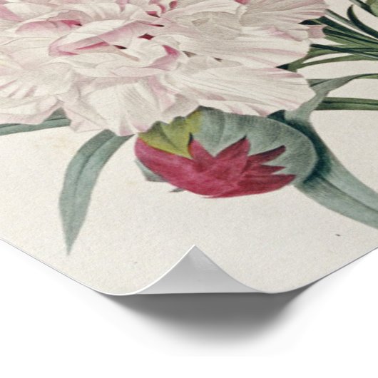 Pierre Joseph Redoute - Nelken Poster (Ecke)