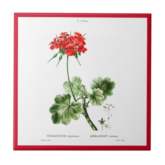PIERRE-JOSEPH REDOUTÉ "RED GERANIUM" KERAMIK TITEL FLIESE (Vorderseite)