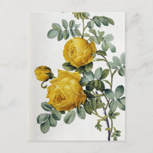 Pierre Joseph Redoute - Rosa Sulfurea Postkarte