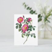 Pierre Joseph Redoute Rose Postkarte (Stehend Vorderseite)