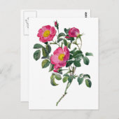 Pierre Joseph Redoute Rose Postkarte (Vorne/Hinten)