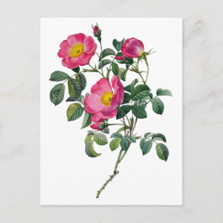 Pierre Joseph Redoute Rose Postkarte
