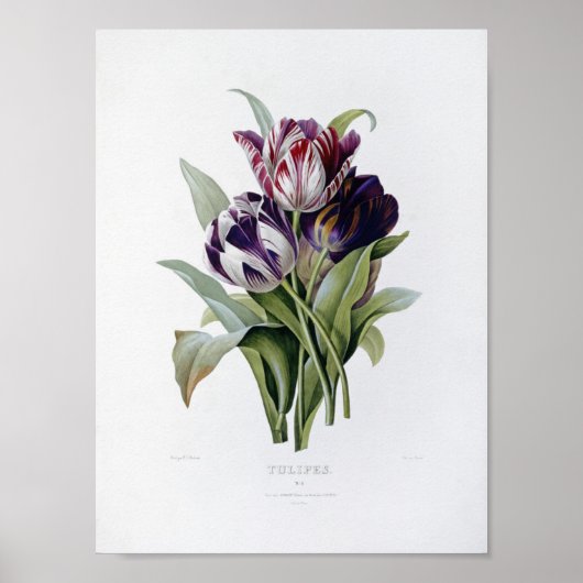 Pierre Joseph Redoute - Tulips Poster (Vorne)